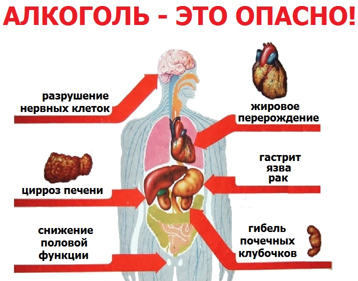 Вред алкоголя на организм подростка .